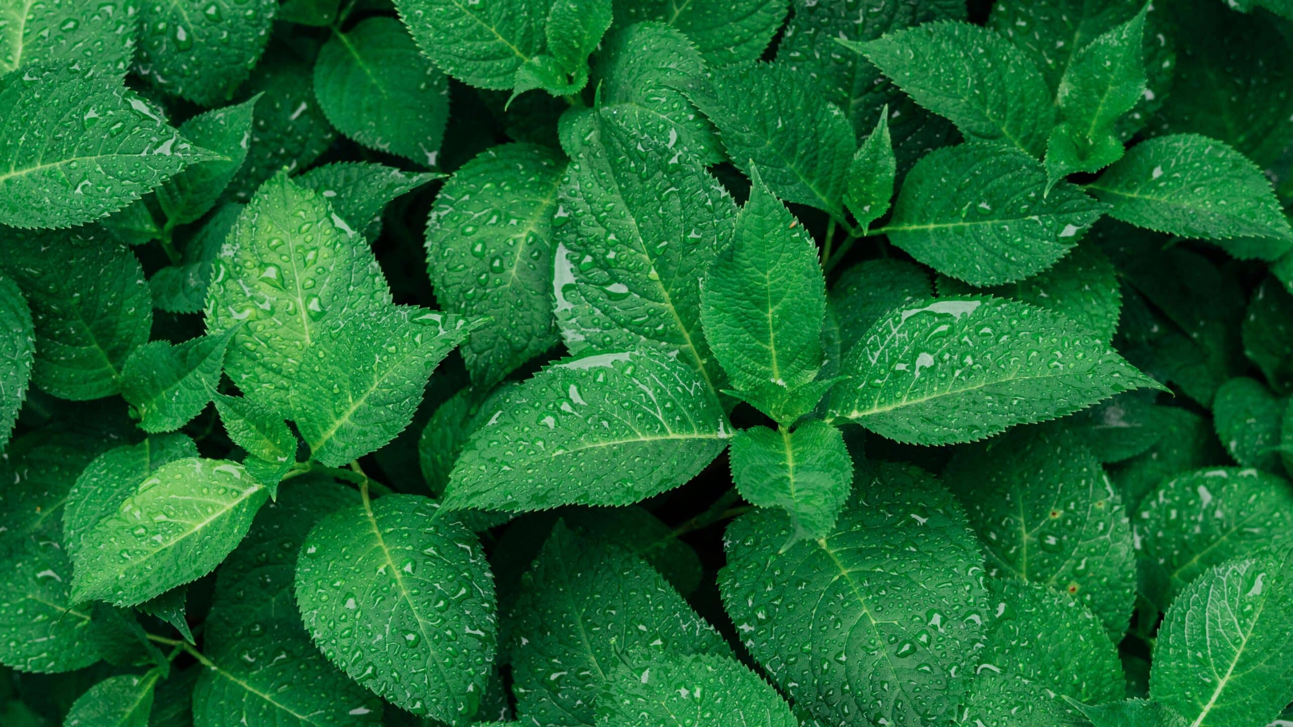 Unbe-leaf-able Organisms: Plant and Animal Needs Grade K